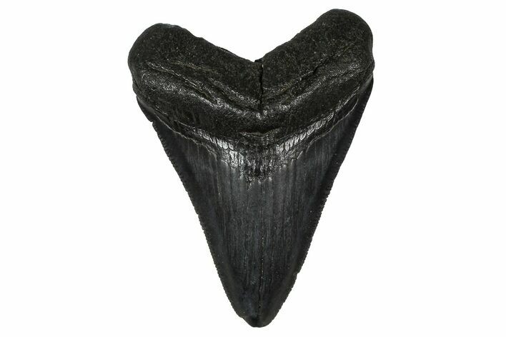 Serrated, Fossil Megalodon Tooth - South Carolina #374807